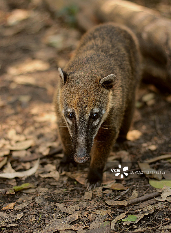 特写：田野中的松鼠，巴西图片素材
