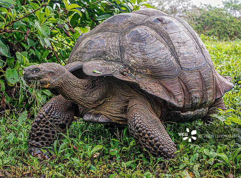 西部圣克鲁斯陆龟，原野上的蜥蜴特写，厄瓜多尔圣克鲁斯岛图片素材