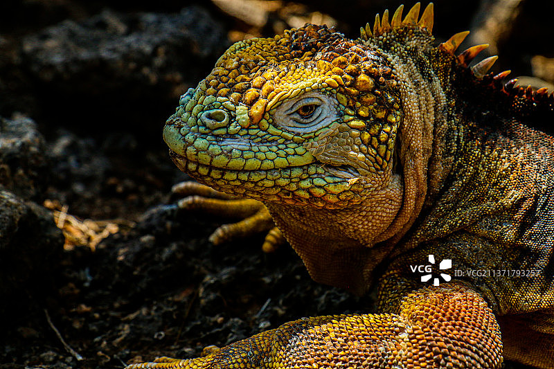 加拉帕戈斯群岛陆地鬣蜥特写图片素材