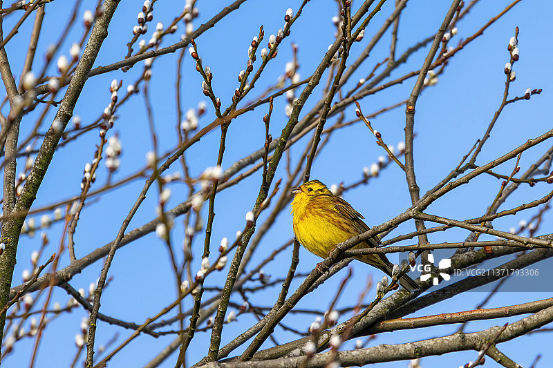 黄雀Emberiza citrinella享受冬日阳光，英国东格林斯特德图片素材