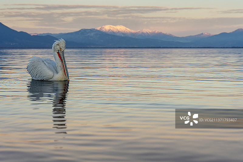 希腊刻尔刻尼湖粉红色山前的孤独的鹈鹕图片素材
