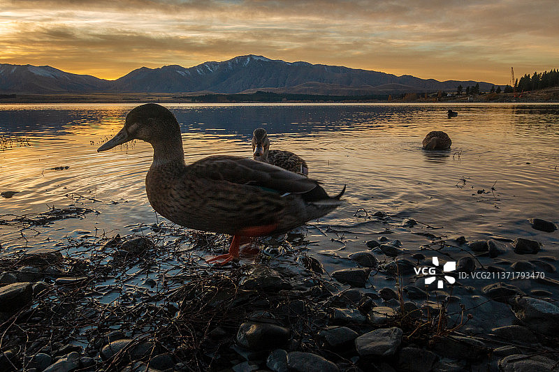 新西兰特卡波湖日落时分山景背景下栖息在湖上的绿头鸭特写图片素材
