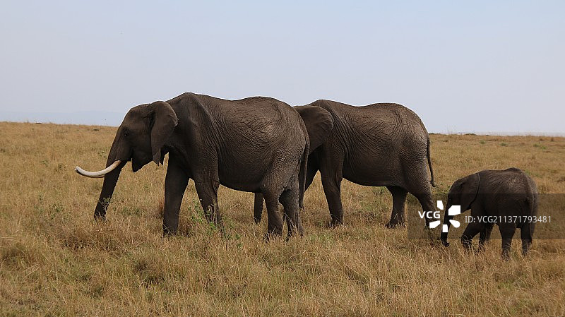 大象在晴朗的天空下走在干燥的田野上图片素材