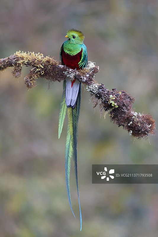 克萨尔绿咬鹃特写，栖息在植物上，哥斯达黎加图片素材