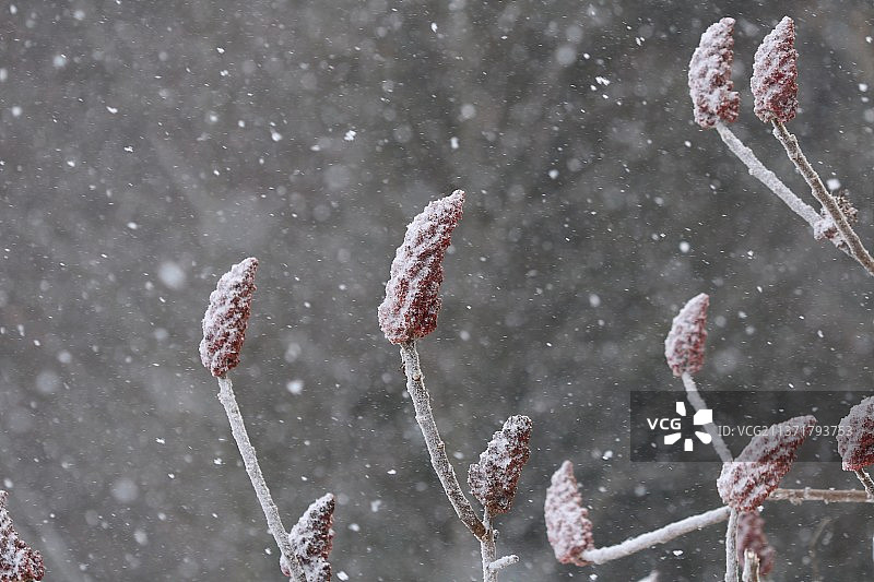 冬季盐肤木，加拿大安大略省列治文山雪景特写图片素材