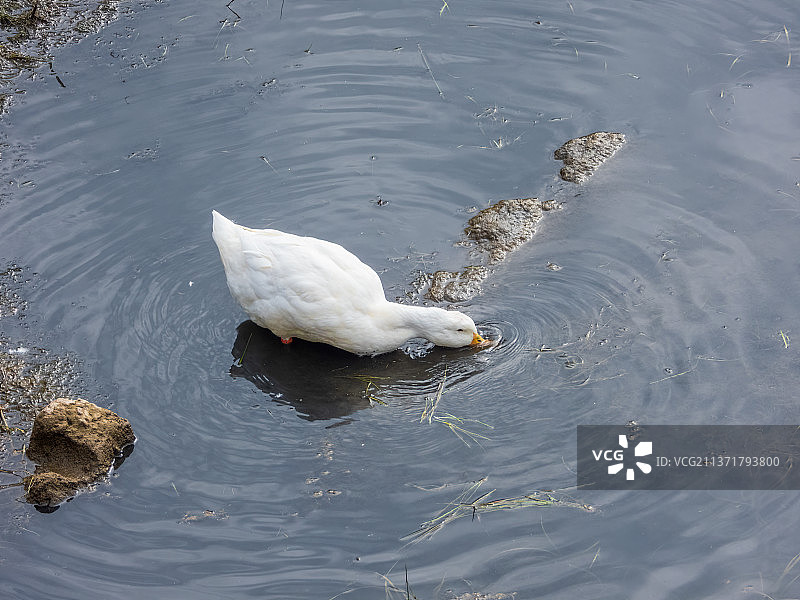 河岸上的白色鸭子图片素材