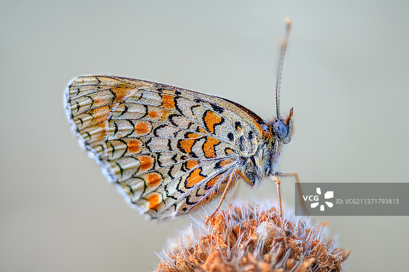 等待再次相见，蝴蝶在花上授粉特写，西班牙马德里米拉弗洛雷斯图片素材