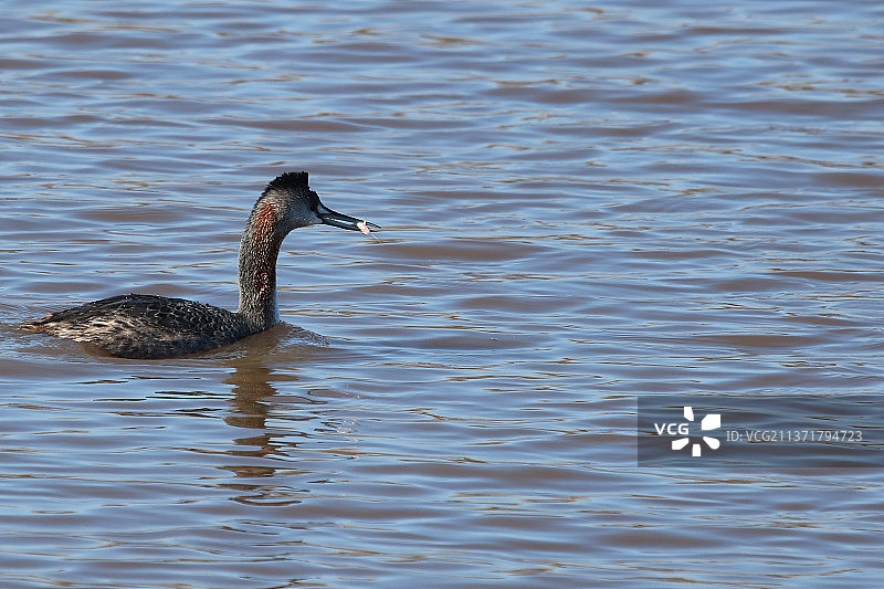阿根廷：湖中游泳的鸭子嘴里叼着鱼图片素材