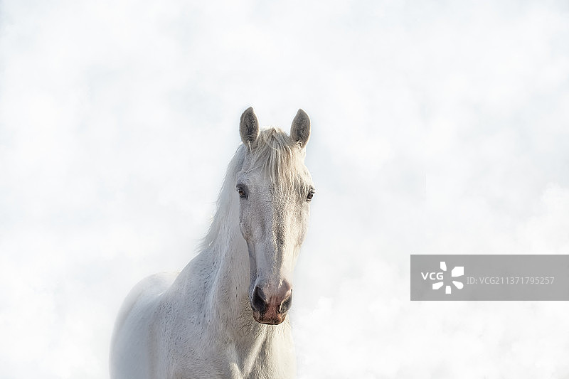 高调雾中美丽白马的肖像图片素材