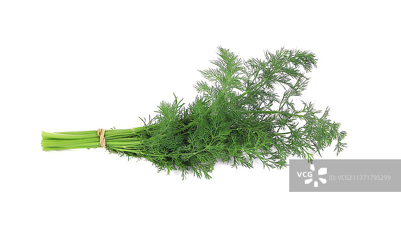 白色背景上的新鲜莳萝特写图片素材