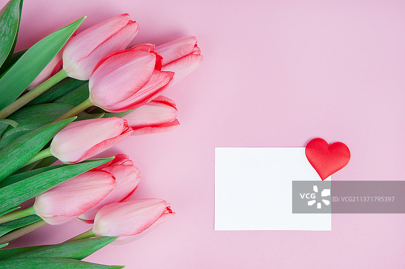 粉色背景上的郁金香明信片图片素材
