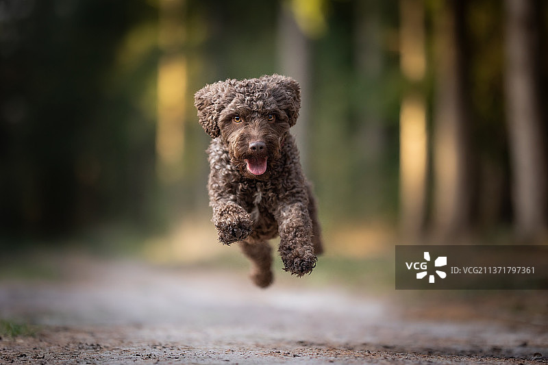 拉高托犬博，在泥路上奔跑的贵宾犬肖像图片素材