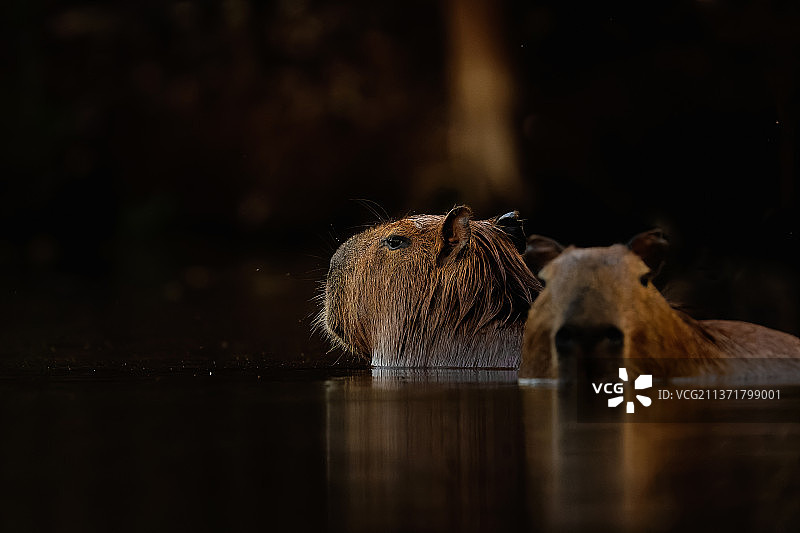 在阿根廷湖中游泳的水豚图片素材