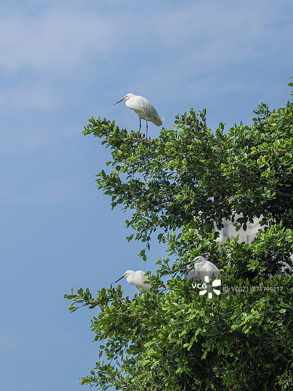 榕树上的白鹭图片素材