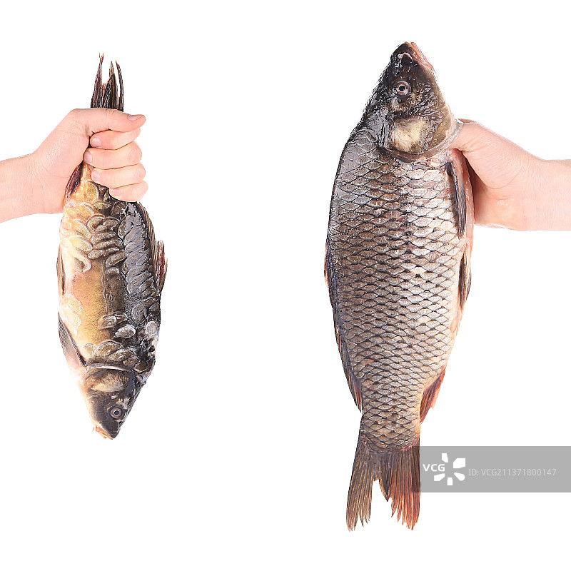 手拿鱼图片素材