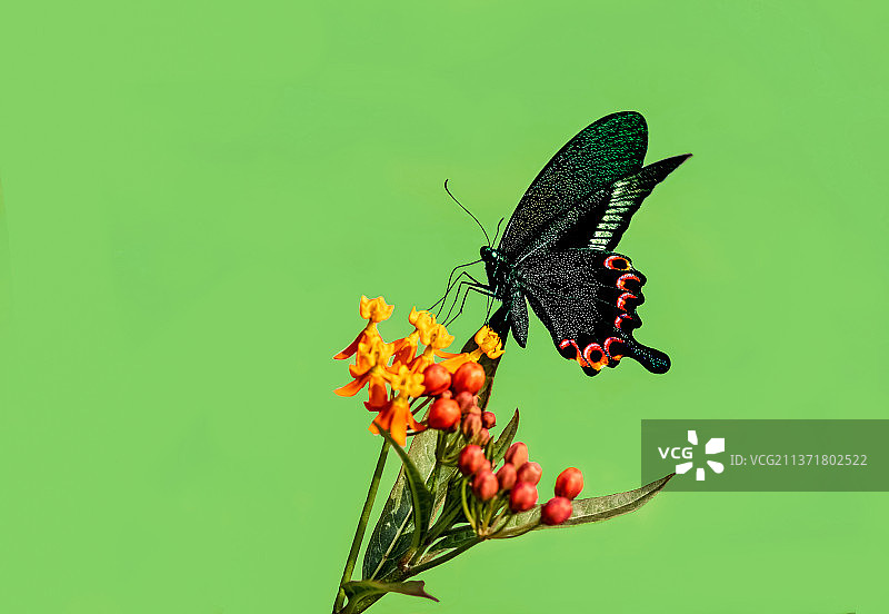 碧凤蝶图片素材