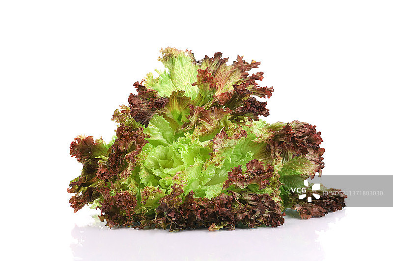 沙拉叶的特写，白色背景下的生菜特写，摩尔多瓦图片素材