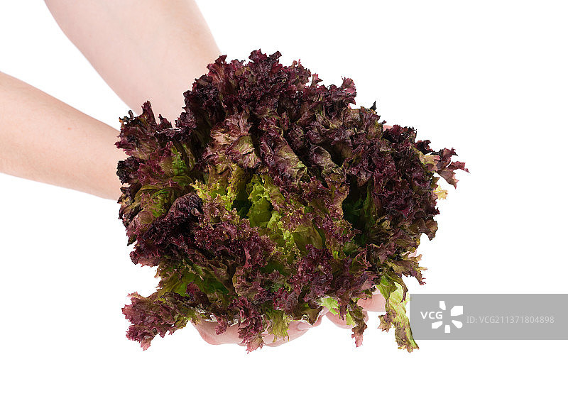 手持生菜特写图片素材