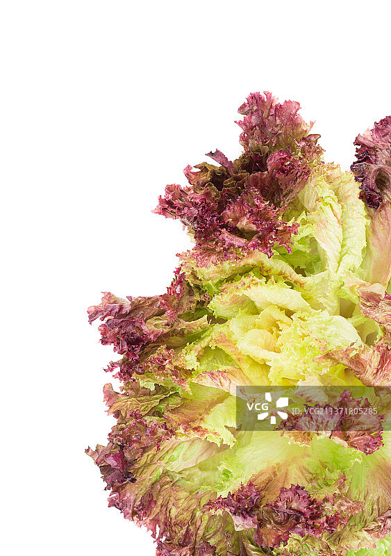 新鲜红生菜沙拉特写，背景为白色，摩尔多瓦图片素材