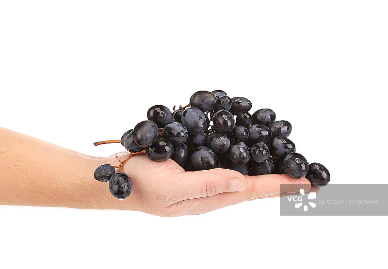 手持黑葡萄，在白色背景下手持葡萄的裁剪图，摩尔多瓦图片素材