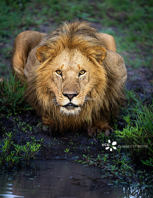 雄狮的凝视：狮子坐在田野上的肖像图片素材