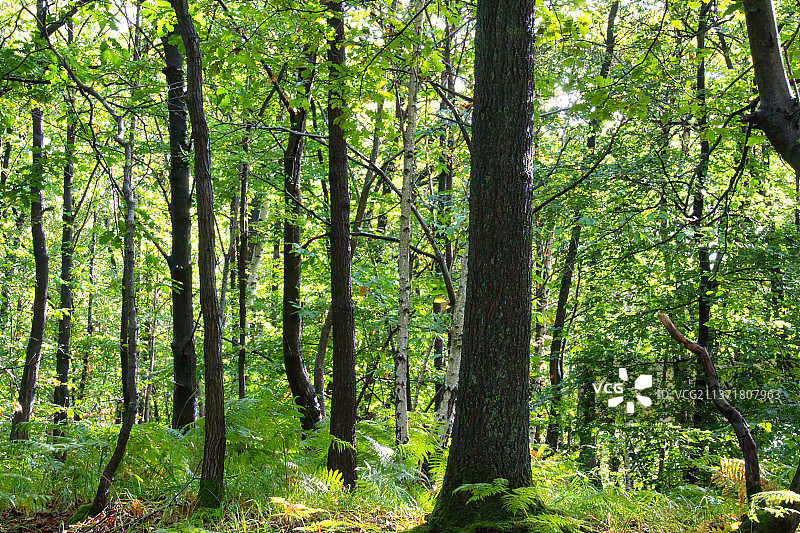 树木在森林图片素材