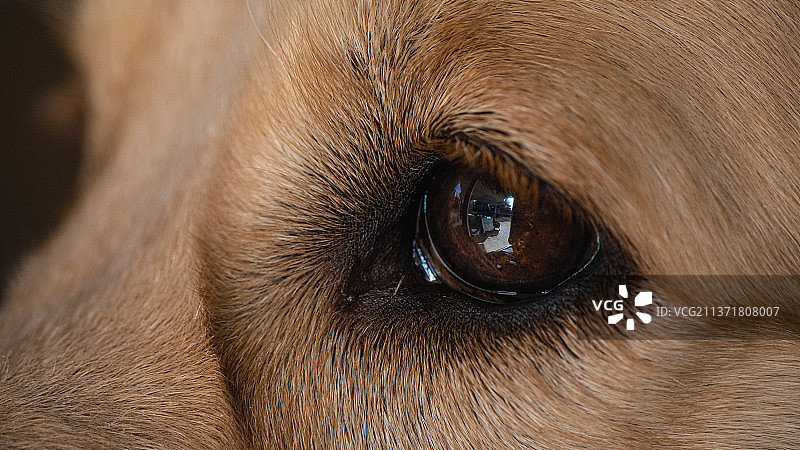 金色眼睛，马眼特写图片素材