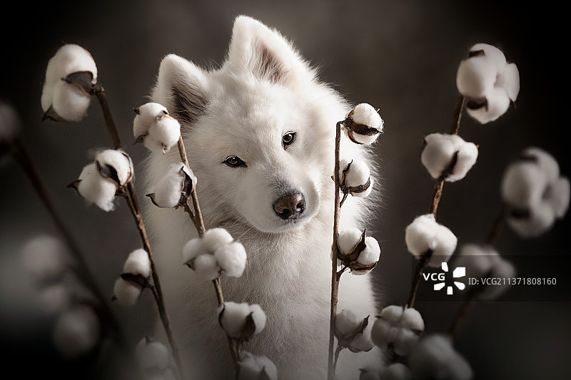 阿姆斯特丹白色萨摩耶犬特写图片素材