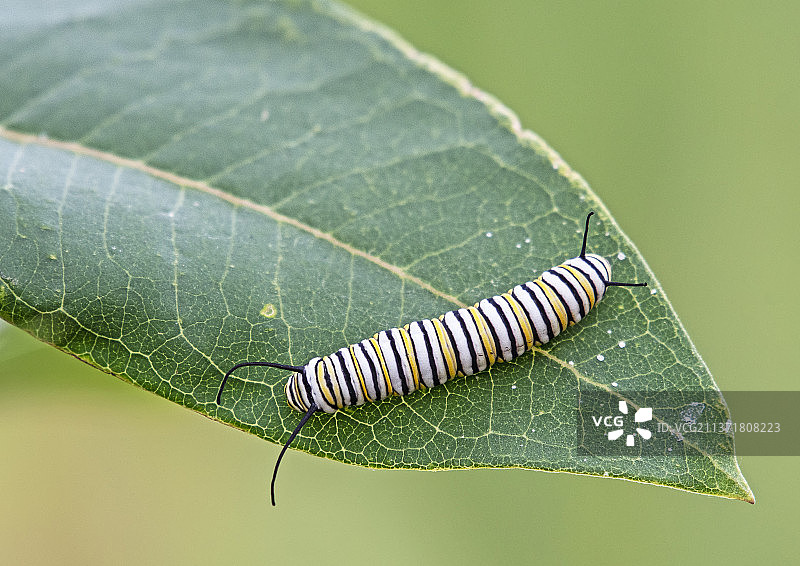 安大略省尼皮辛的树叶昆虫特写图片素材