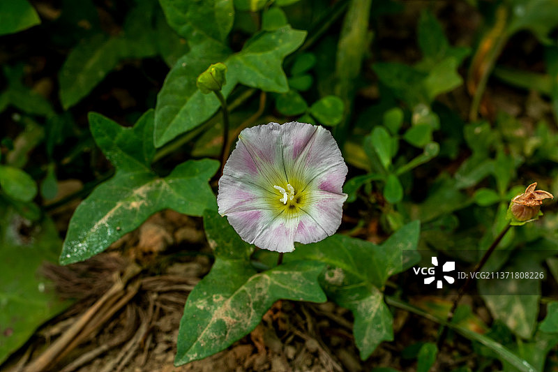 也称为田旋花的牵牛花，孟加拉国图片素材