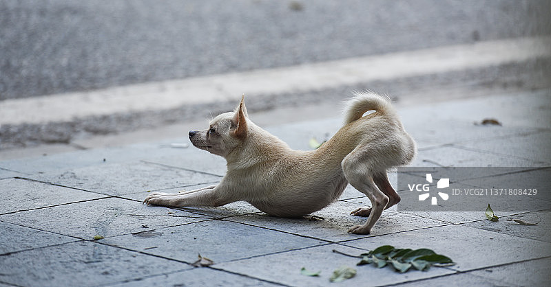 在越南户外伸展身体的白色小狗图片素材