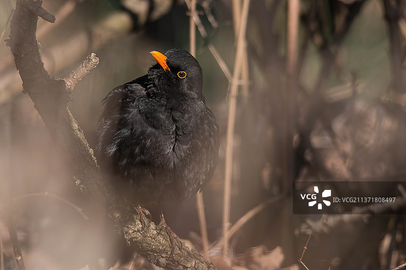 普通黑鸟特写，栖息在树枝上，索非亚，保加利亚图片素材