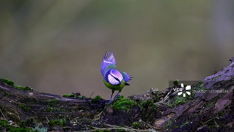 蓝山雀与紫色番红花特写图片素材