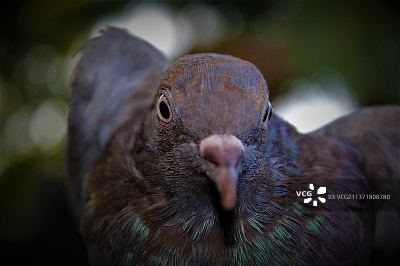 鸟类特写，鸽子特写图片素材