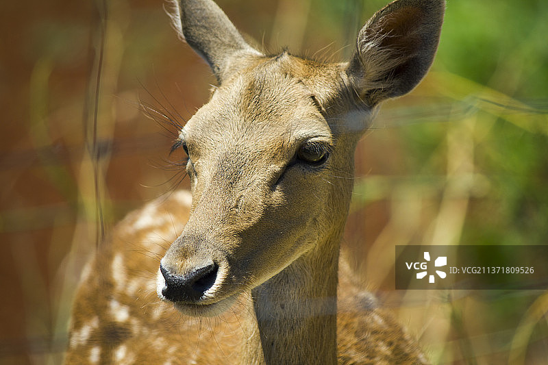 葡萄牙阿尔布费拉白黇鹿特写图片素材