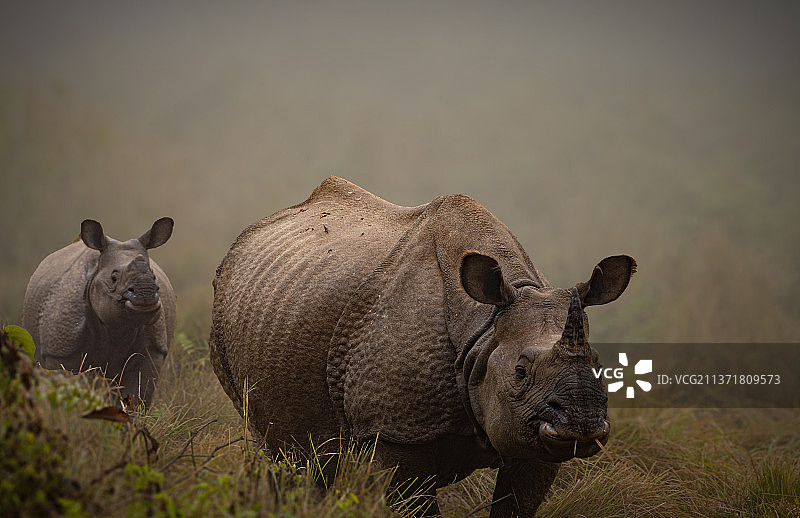 尼泊尔索尼普尔犀牛特写图片素材