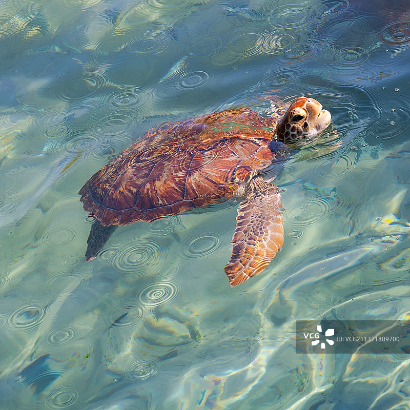 海龟：从高角度观看在库拉索湖中游泳的绿海龟图片素材