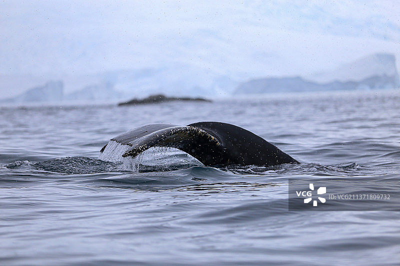 南极西尔瓦湾海中露尾座头鲸图片素材