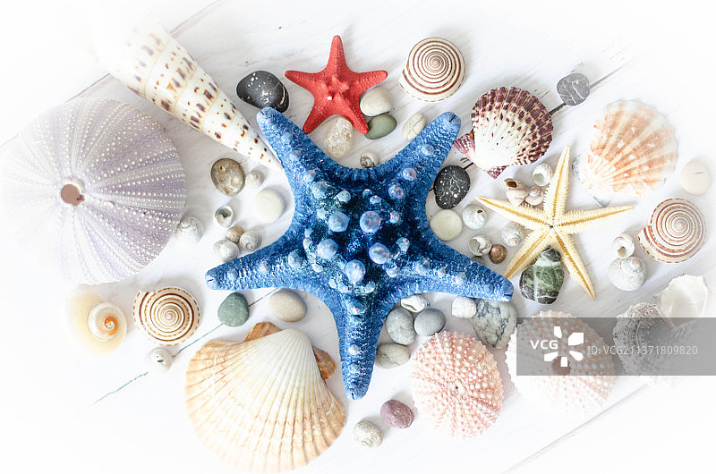 高角度拍摄白色背景上的贝壳图片素材