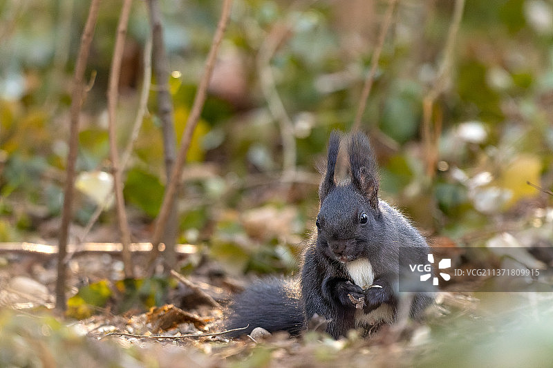 田野上的松鼠特写图片素材