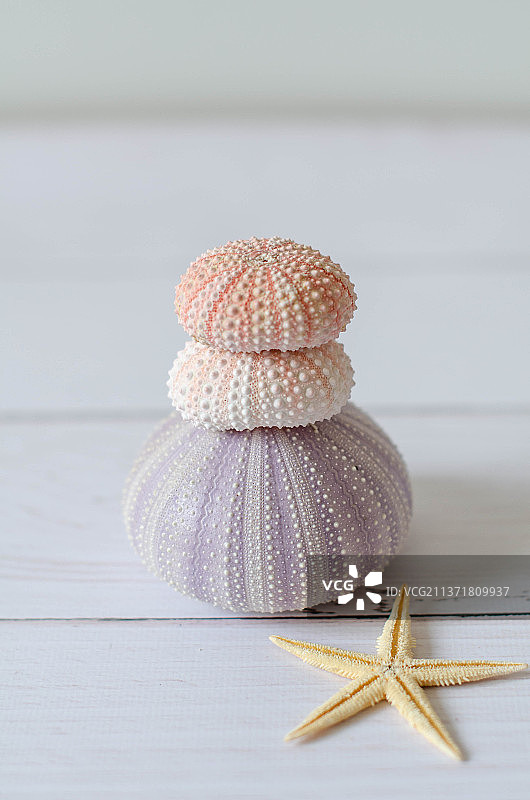 桌子上的贝壳特写图片素材