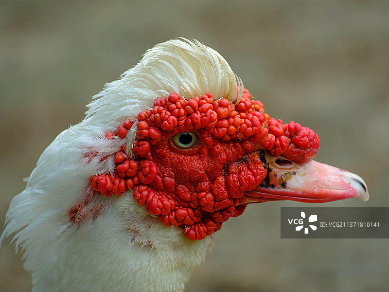 鸭子脸，公鸡特写镜头图片素材