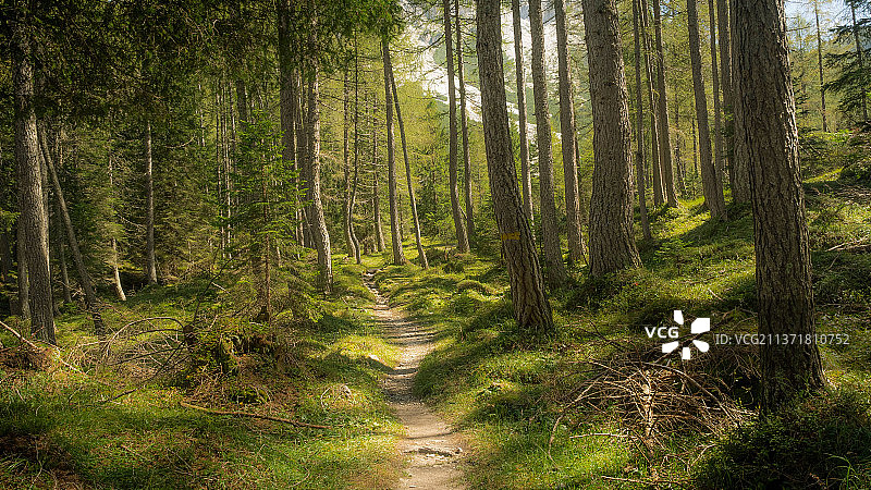 意大利贝卢诺佐尔多福尔诺森林风光图片素材