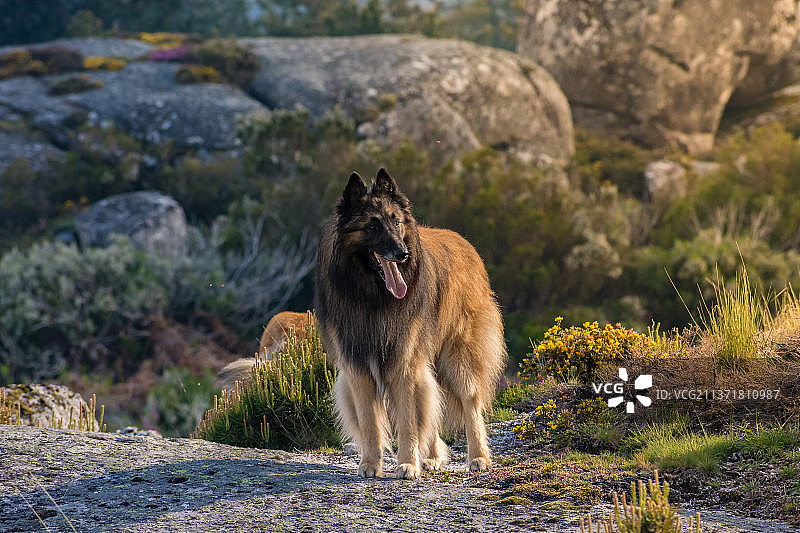站在葡萄牙雷阿尔山区上的蓬乱狗图片素材