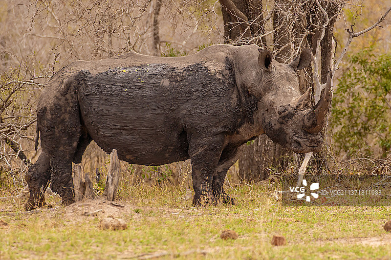 南非草地上的白犀牛侧面图片素材