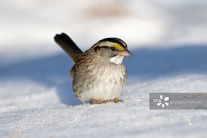 白喉雀：栖息在雪地上的近景，加拿大安大略省达勒姆图片素材