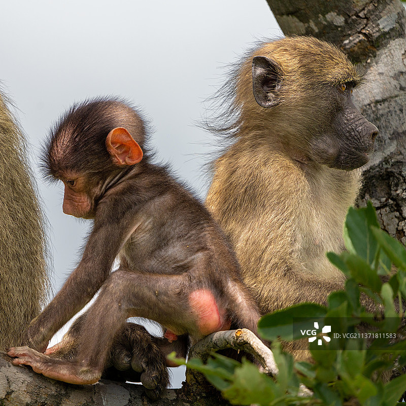 猴子在南非克鲁格国家公园树上的特写图片素材