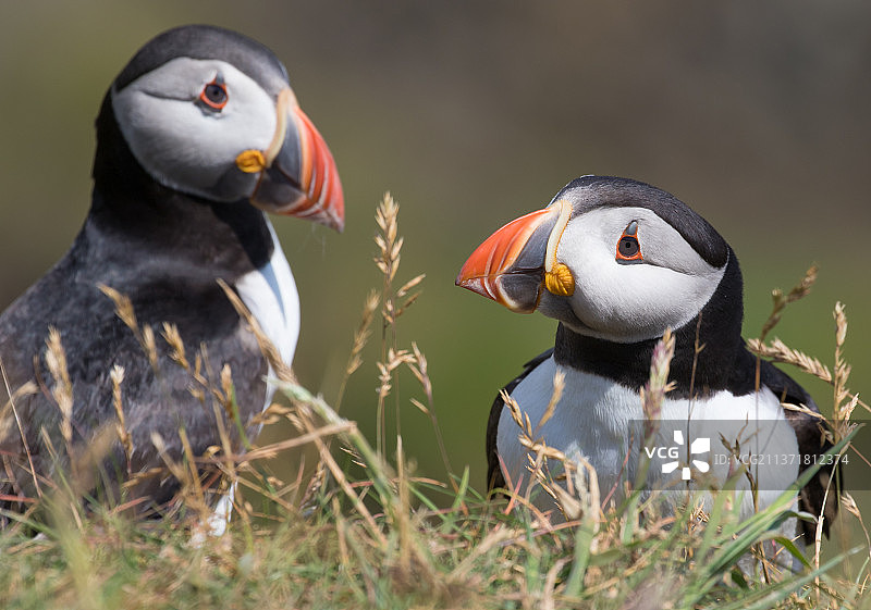 两只海鹦在草丛中，斯库莫岛，英国图片素材