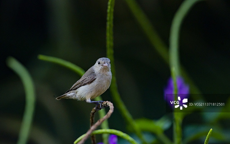 淡额啄花鸟，印度最小的鸟，栖息在植物上的鸣禽特写图片素材