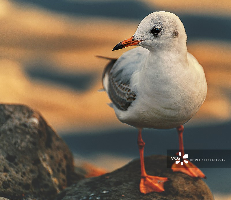 孤独而坚强，海鸥栖息在岩石上的特写图片素材